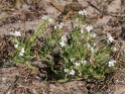 A identifier, plante des dunes de Bretagne et LA (Cakile maritima) Dun_3013