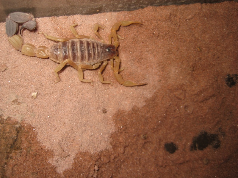 Parabuthus Liosoma loves humidity P_li_l10