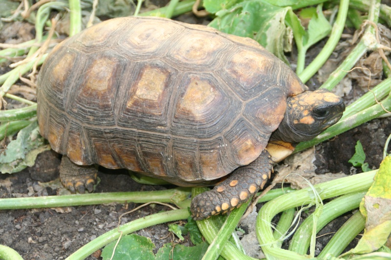 Identification de la tortue de Pipo Img_0610