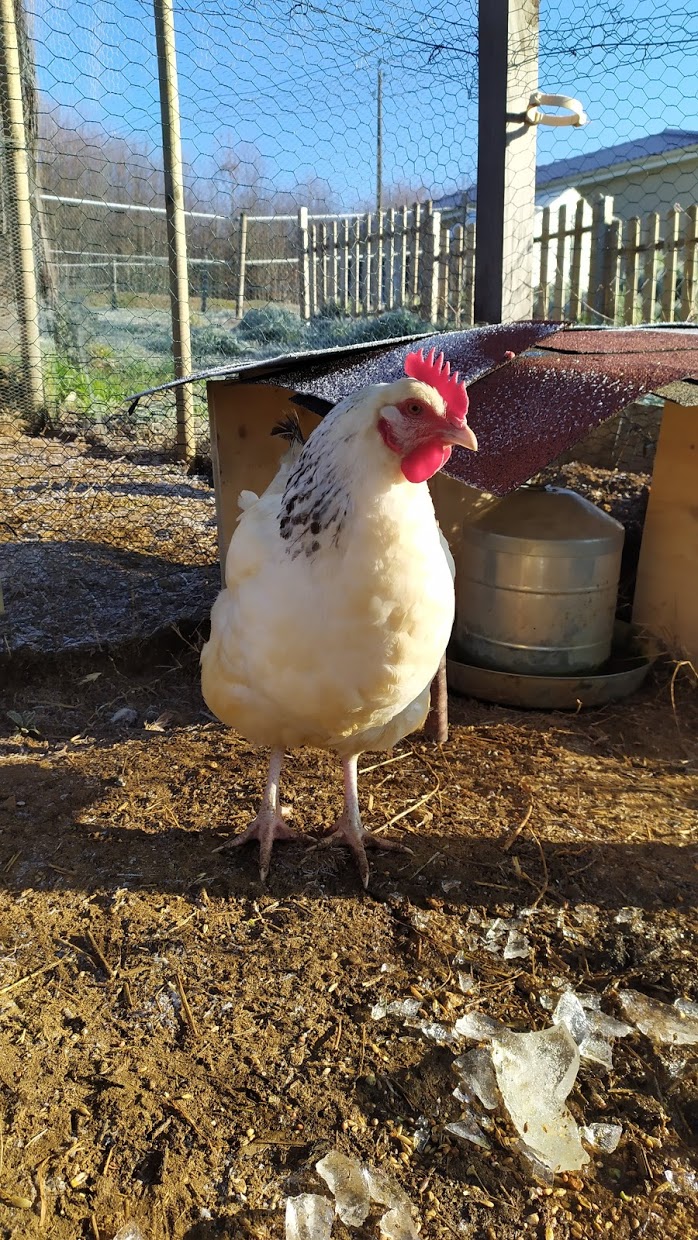 Croisement poule Sussex/coq pékin Img_2016