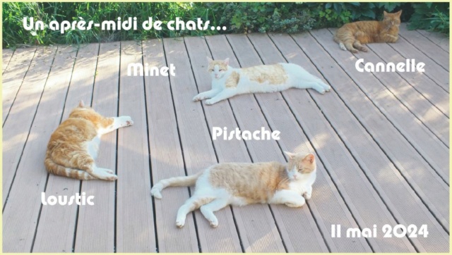 Les Chats de la Maison... 11_mai10