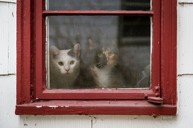 Khoảnh khắc những chú mèo ngóng chờ chủ khiến nhiều người cảm động ... A710