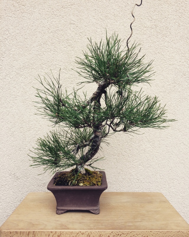Slender Yamadori scots pine Img_3210