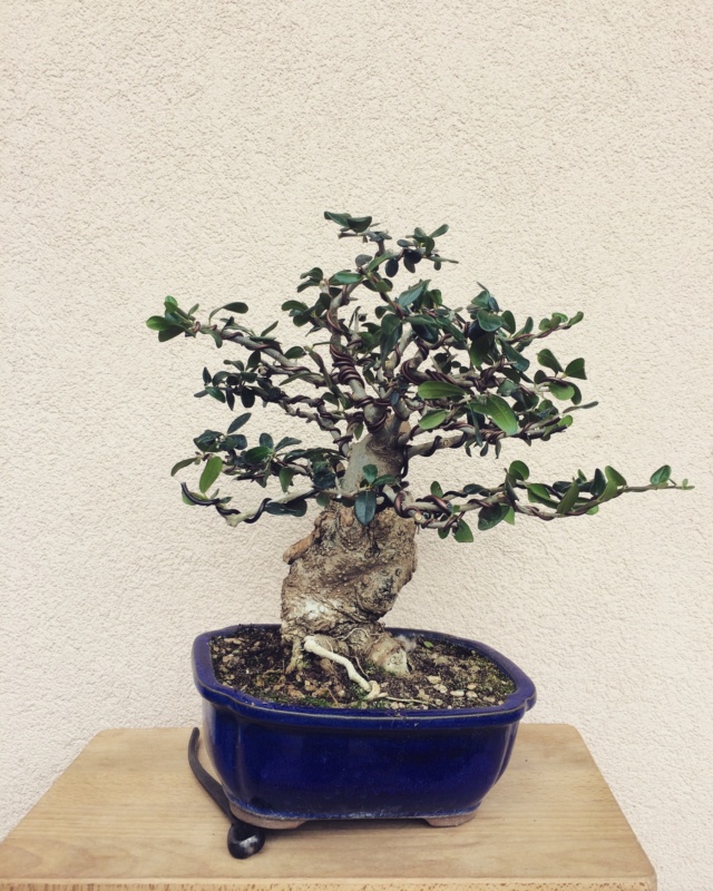 progression of chuhin sized Olive Img_3510