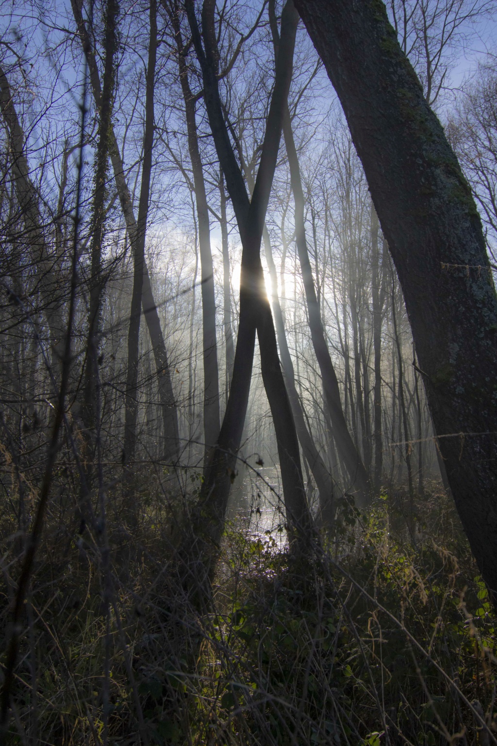 forêt de nieppe  Forzot91