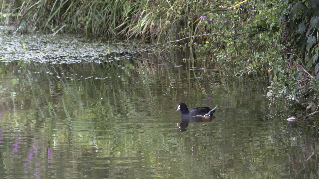 le pêcheur en train de pêcher  Le_par23