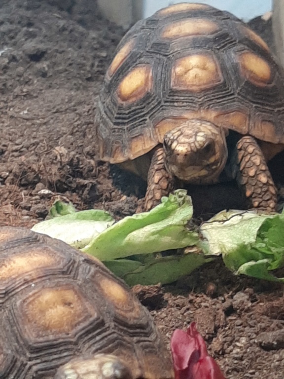 carbo ou denticulata  20190913