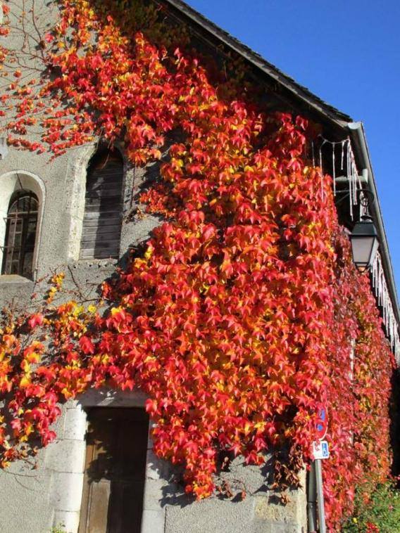 C - Couleurs d'Automne  14666010