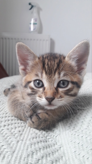 Pirouette, chaton femelle tigrée marron de type européen, née le 16/08/19 20190910