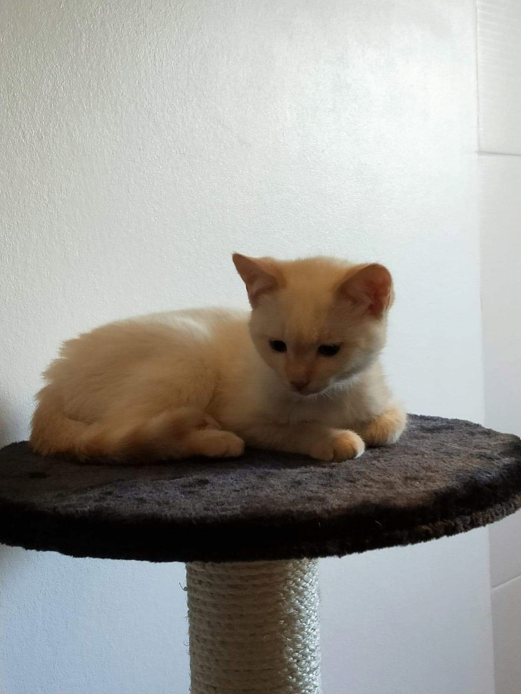 PHILEMON, chaton mâle type siamois red point, né vers le 26 août 2019 Img_4610