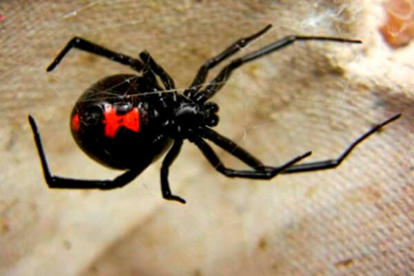 The Cox Levent Black Widow Mercedes experiment that didn't quite work out. Black_14