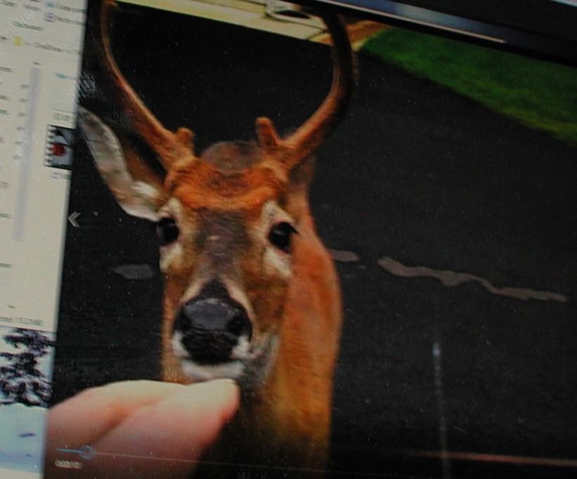 First fawn of the season P1011002