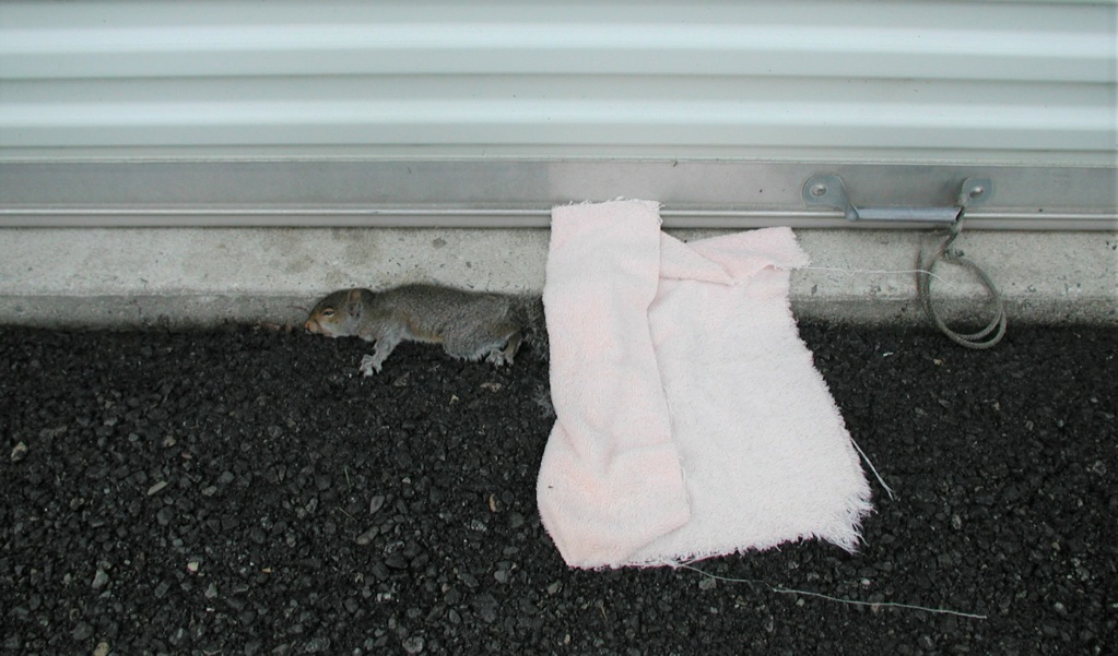 Rocky the Squirrel RIP P1013308