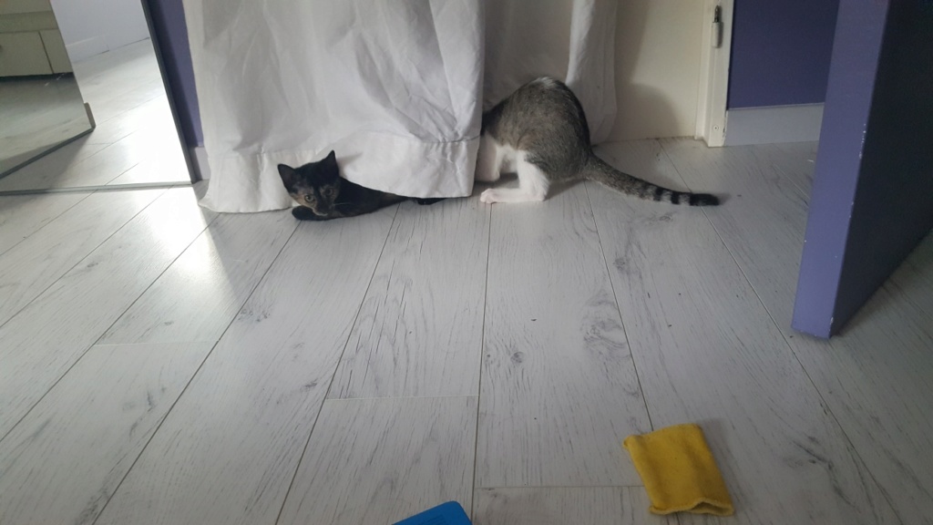 Oural, chaton blanc et gris, né le 07/05/2018 Photo010