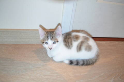 Chaton Gris Blanc Marron Get Images Chaton Gris Blanc Marron Get Images