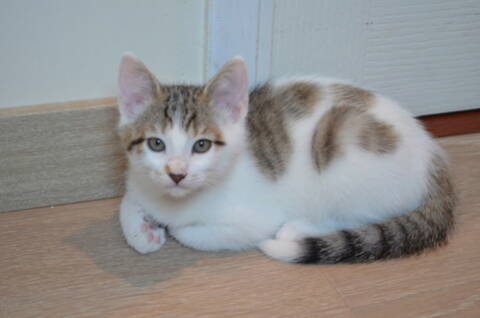 Oratio Chaton Blanc Gris Marron Tabby Type Europeen Ne Le 10 07 2018