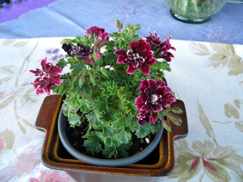 Pelargonium - Pelargonien - alle nichtsukkulenten Arten und Sorten - Aussaat - Stecklinge - Seite 22 Dscn0312