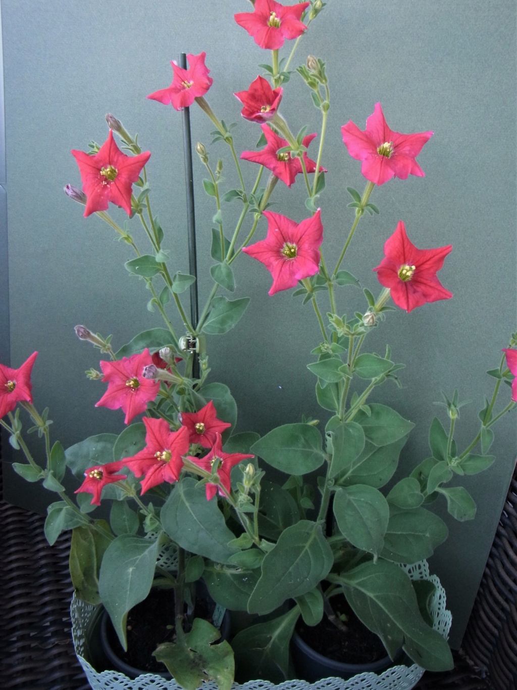 Morning Star - Mein Balkon - Seite 2 R0010312