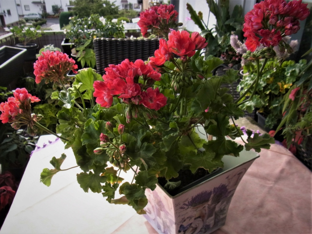 Morning Star - Mein Balkon - Seite 6 R0012911
