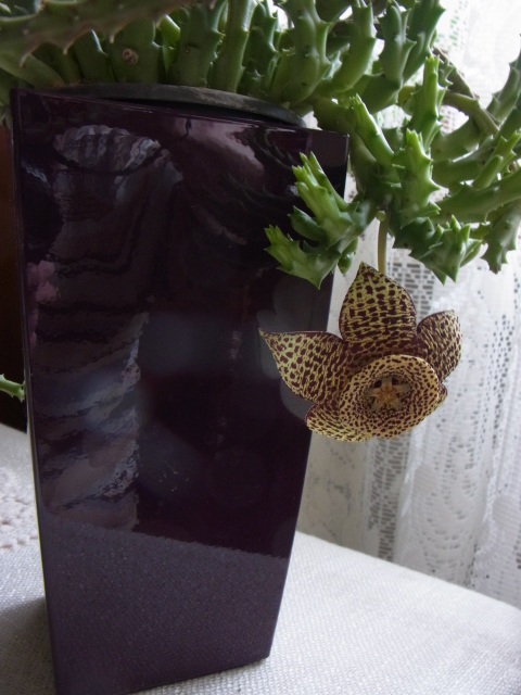 Morning Star - Mein Balkon - Seite 6 R0015210