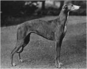 AKC Greyhounds Seagif10