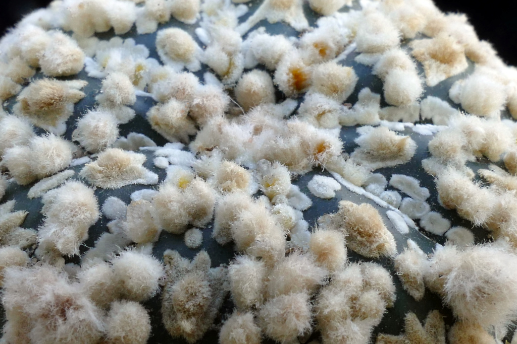 Cultivar Astrophytum asterias cv. HANAZONO P1280413