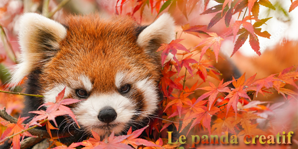 Le panda créatif