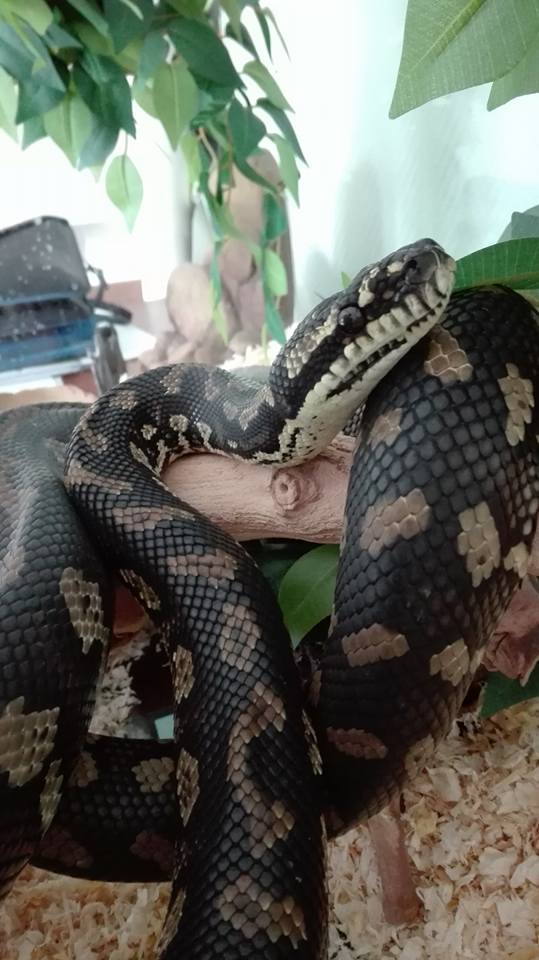 Identification sous espèce Morelia Spilota 16649010