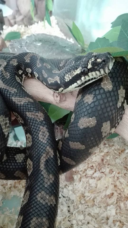 Identification sous espèce Morelia Spilota 16681910