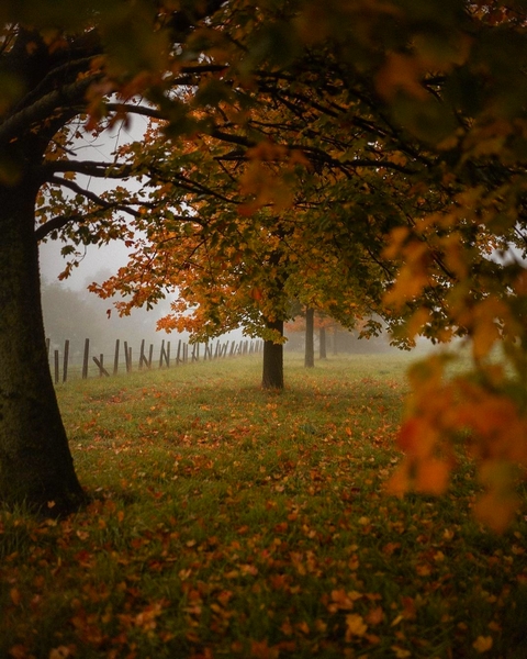 Ce merveilleux automne - Page 5 Auttum25