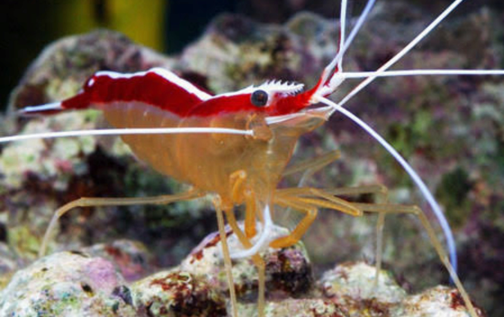 The Fact about Scarlet Shrimp a.k.a Udang Pelet the Cleaner Shrimp 20180610