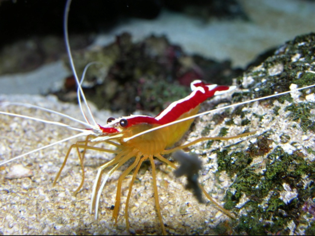 The Fact about Scarlet Shrimp a.k.a Udang Pelet the Cleaner Shrimp 20180612