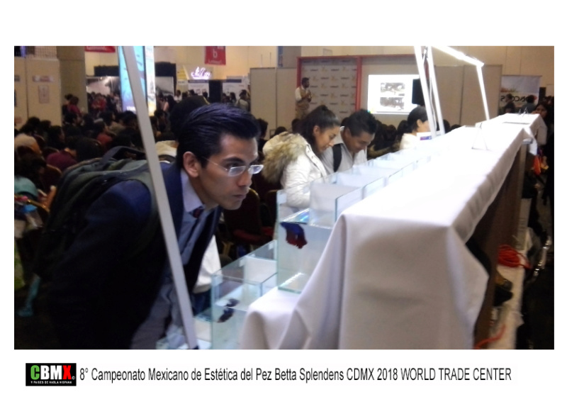 8° CAMPEONATO MEXICANO DE ESTÉTICA DEL PEZ BETTA SPLENDENS CD. DE MÉXICO 2018.  WORLD TRADE CENTER 0611