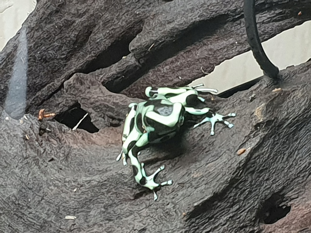 Terrarium dendrobate auratus :) 20180811