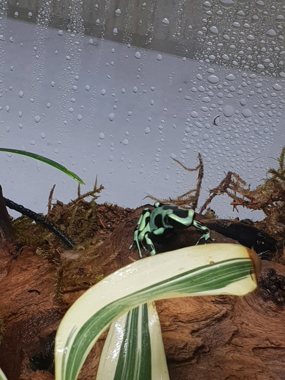 Terrarium dendrobate auratus :) 20180812