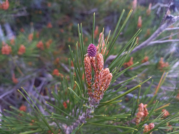 Pinus halepensis - pin d'Alep 17105912