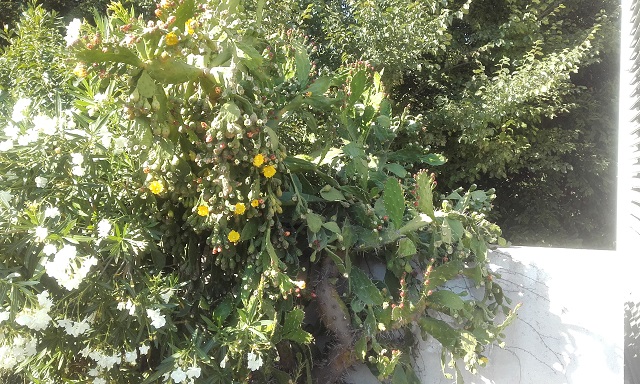 Opuntia monacantha - Page 2 20180720