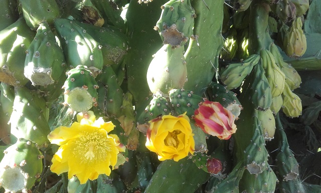 Opuntia monacantha - Page 2 20180723