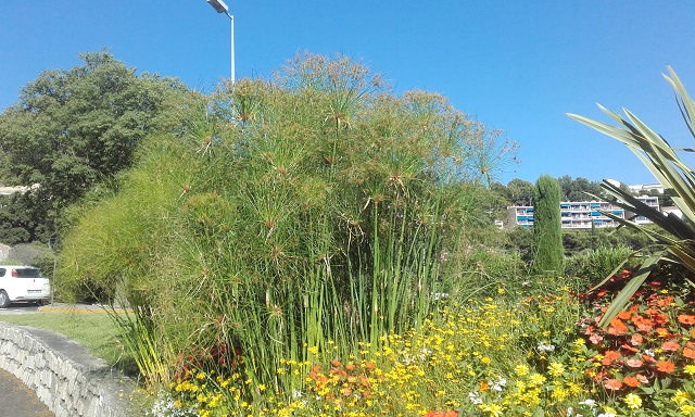 Cyperus papyrus - papyrus du Nil 20180742