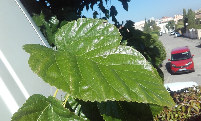 Morus alba - mûrier blanc 20181013