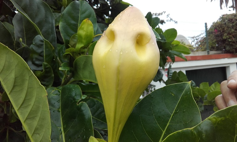 Solandra maxima - Page 2 20181122