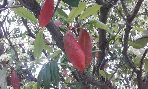 Photinia serrulata - Page 2 20190414