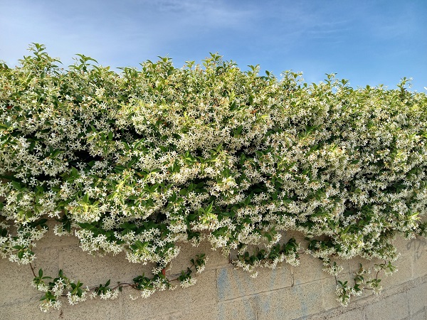 Trachelospermum jasminoides - faux jasmin étoilé 20210516