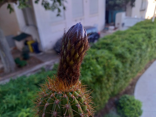 Echinopsis spachiana (= Trichocereus spachianus) 20210820