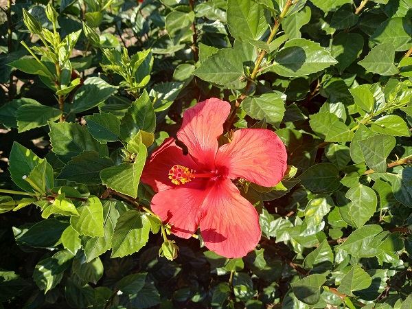 Hibiscus rosa-sinensis  20211016