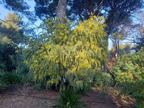 Acacia vestita - mimosa Sainte-Hélène 20220310