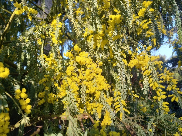Acacia vestita - mimosa Sainte-Hélène 20220311