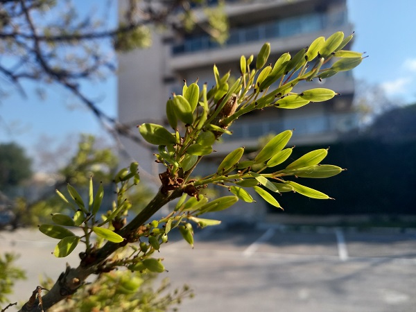 Fraxinus angustifolia - frêne à feuilles étroites 20220323