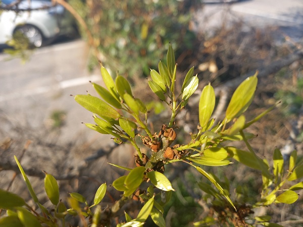 Fraxinus angustifolia - frêne à feuilles étroites 20220324