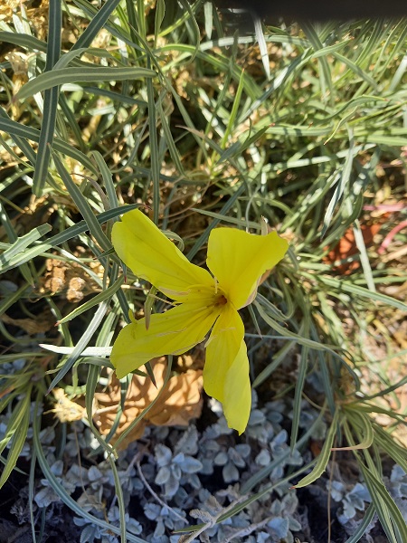 Identifiation Oenothera 2023-012